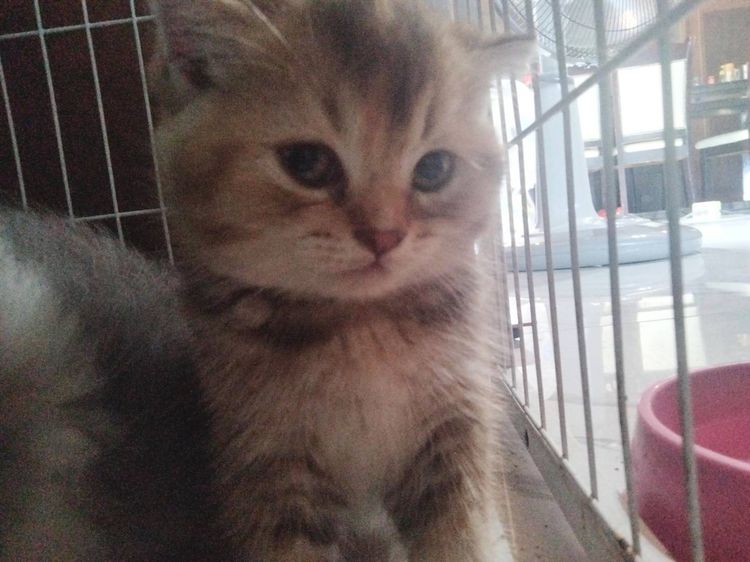 สก็อตติช โฟลด์ (Scottish Fold) สก๊อตติชผสม