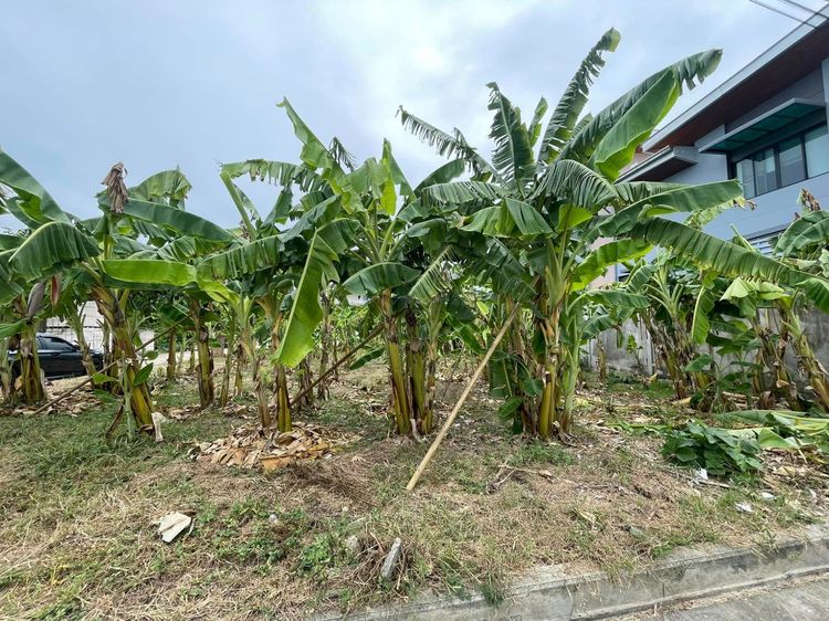 ขายที่ดินเปล่า หมู่บ้าน Neo-City Donmuang รูปที่ 4