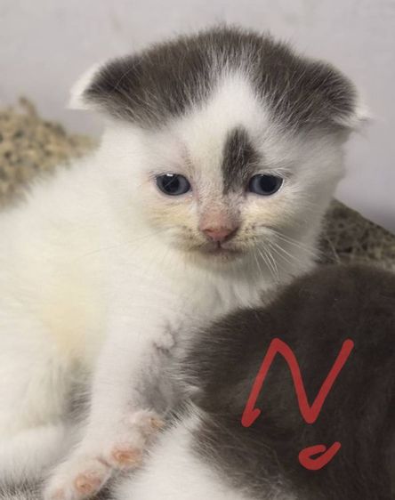 สก็อตติช โฟลด์ (Scottish Fold) แมวสก็อตติช เพศญ อายุ2เดือน