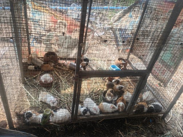 หนูตะเภา ยกกรงพร้อมกรง รูปที่ 2