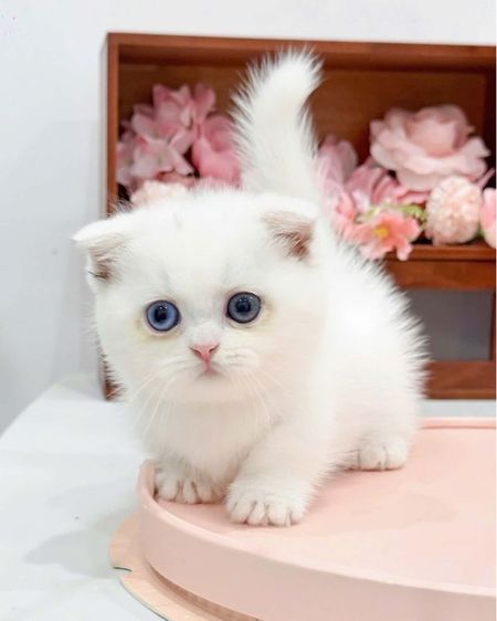 ลูกแมวมันช์กิ้นนำเข้า รูปที่ 2