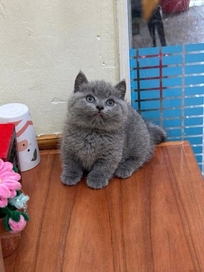 ลูกแมวมันช์กิ้นนำเข้า รูปที่ 16