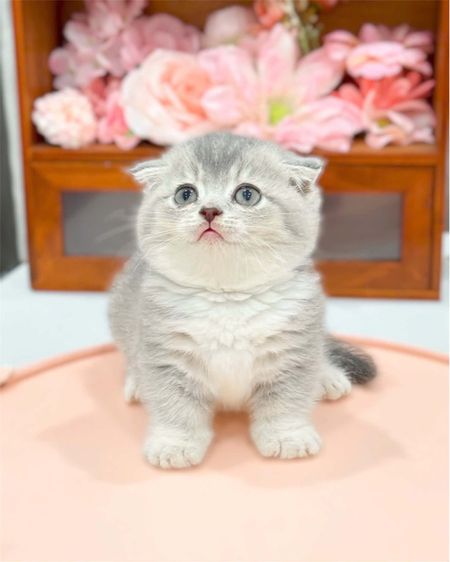 ลูกแมวมันช์กิ้นนำเข้า รูปที่ 4