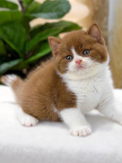 ลูกแมวมันช์กิ้นนำเข้า รูปที่ 10