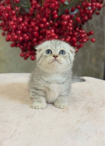 ลูกแมวมันช์กิ้นนำเข้า รูปที่ 18