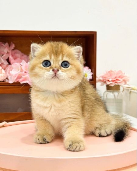 ลูกแมวมันช์กิ้นนำเข้า รูปที่ 6