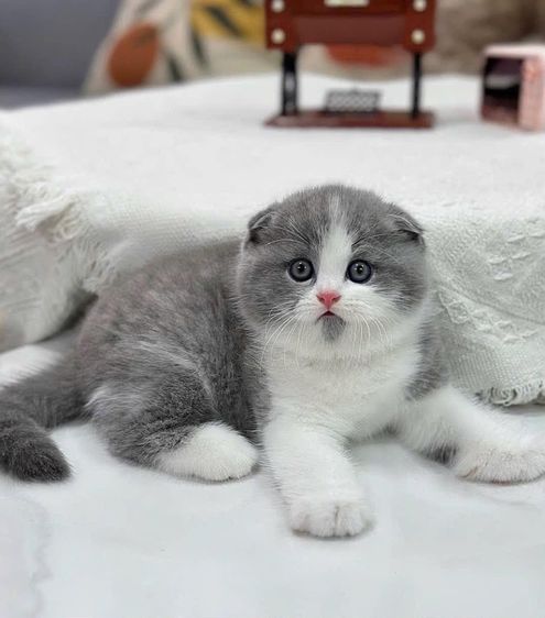 ลูกแมวมันช์กิ้นนำเข้า รูปที่ 13