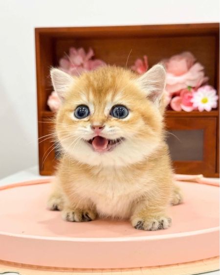 ลูกแมวมันช์กิ้นนำเข้า รูปที่ 8