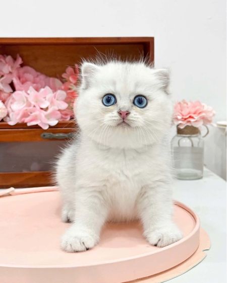 ลูกแมวมันช์กิ้นนำเข้า รูปที่ 7