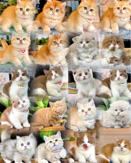 ลูกแมวมันช์กิ้นนำเข้า