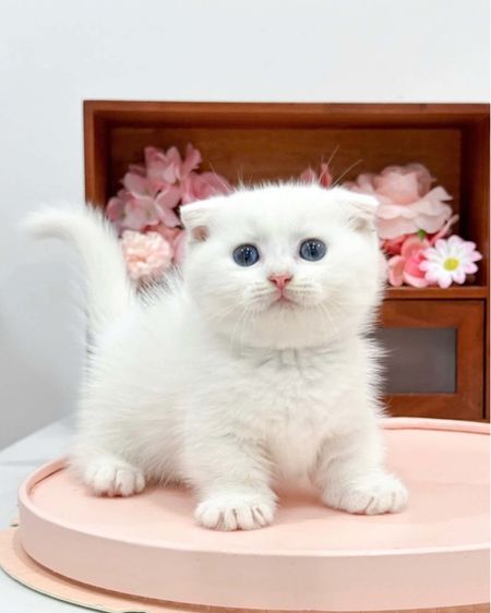 ลูกแมวมันช์กิ้นนำเข้า รูปที่ 3