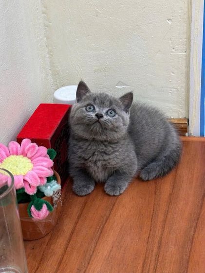 ลูกแมวมันช์กิ้นนำเข้า รูปที่ 17