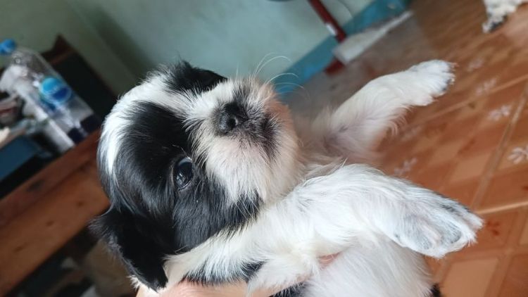 ชิสุ (Shih Tzu) เล็ก ชิสุห์ทอยส์