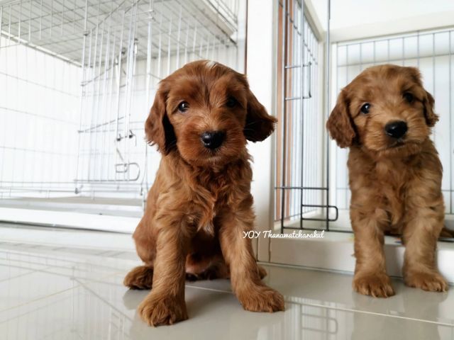 ค็อกกาพู  Cockapoo  รูปที่ 2