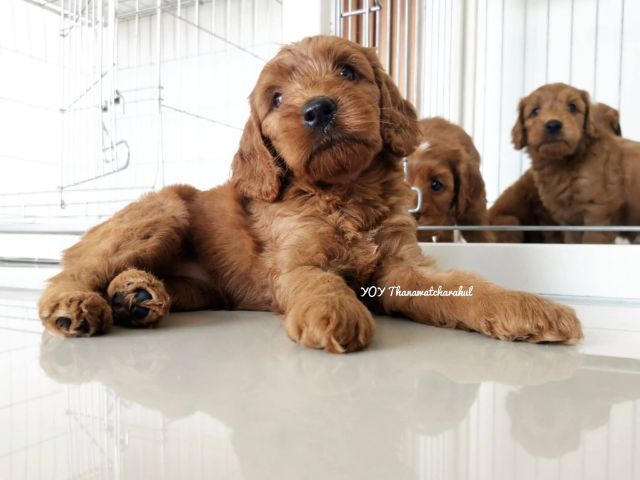 ค็อกกาพู  Cockapoo  รูปที่ 4