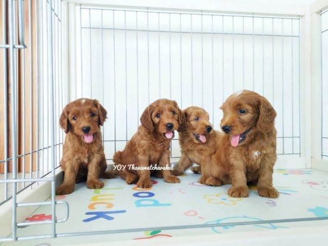 ค็อกกาพู  Cockapoo  รูปที่ 3