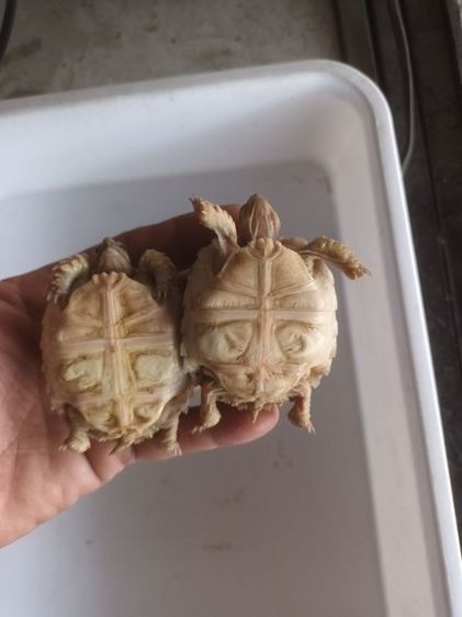 หลุดจอง คู่1000 รูปที่ 3