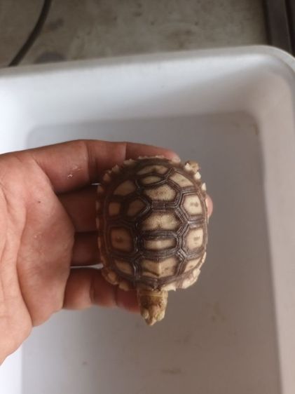 หลุดจอง คู่1000 รูปที่ 4