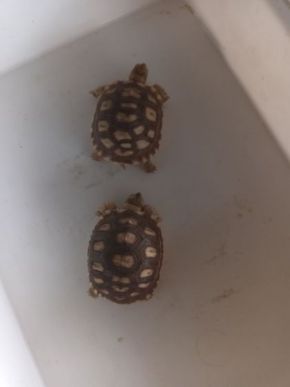 หลุดจอง คู่1000 รูปที่ 5