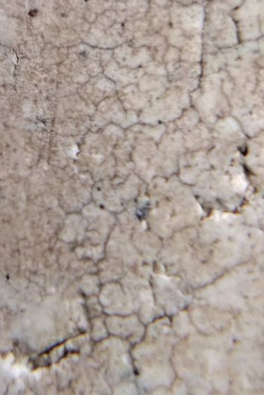 พระสมเด็จวัดระฆังบางขุนพรหม วัดเกศไชโย หลวงปู่ภู หลวงปู่นาค หลวงปู่โต๊ะ รูปที่ 6