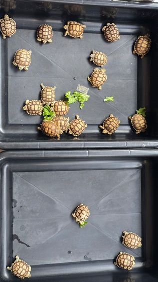 ลูกเต่าชูคาต้า รูปที่ 2