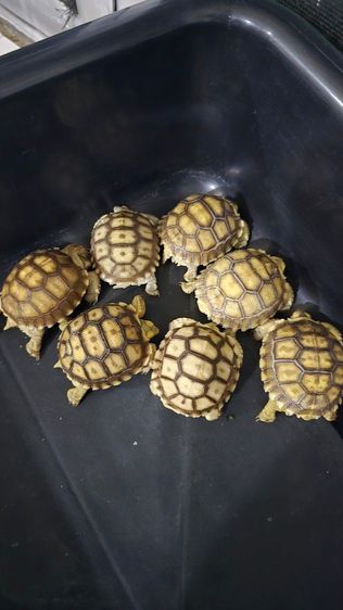 ลูกเต่าชูคาต้า