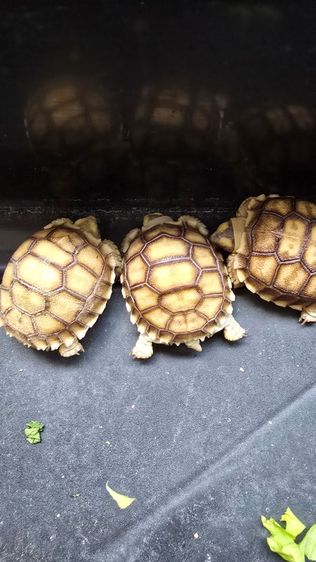 ลูกเต่าชูคาต้า รูปที่ 3