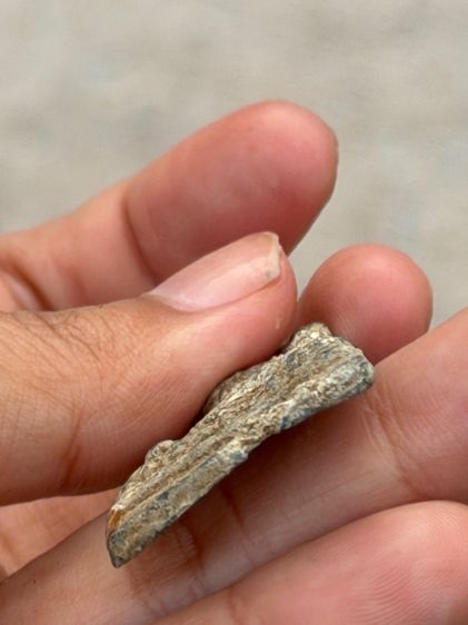 พระเครื่องไม่ทรายที่ รูปที่ 10