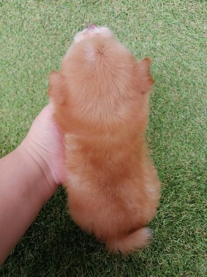 4500 ลดเหลือ 3500 ปอมชิวาว่า .ช2ญ1พร้อมย้าย รูปที่ 9