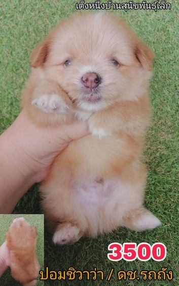 4500 ลดเหลือ 3500 ปอมชิวาว่า .ช2ญ1พร้อมย้าย รูปที่ 11