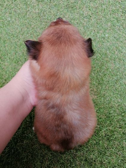 4500 ลดเหลือ 3500 ปอมชิวาว่า .ช2ญ1พร้อมย้าย รูปที่ 6