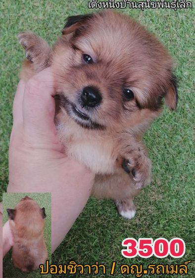 4500 ลดเหลือ 3500 ปอมชิวาว่า .ช2ญ1พร้อมย้าย รูปที่ 10