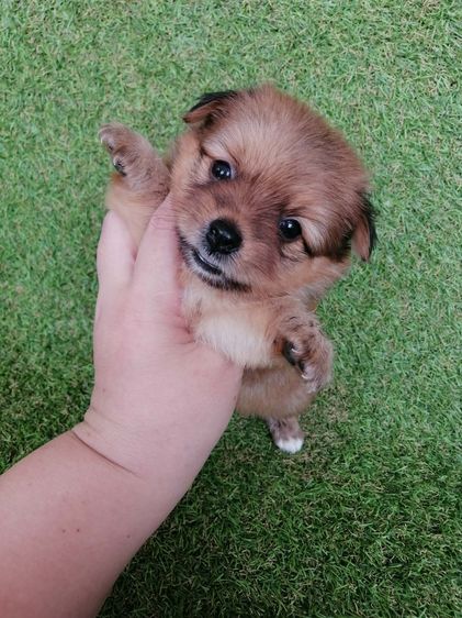 4500 ลดเหลือ 3500 ปอมชิวาว่า .ช2ญ1พร้อมย้าย รูปที่ 4