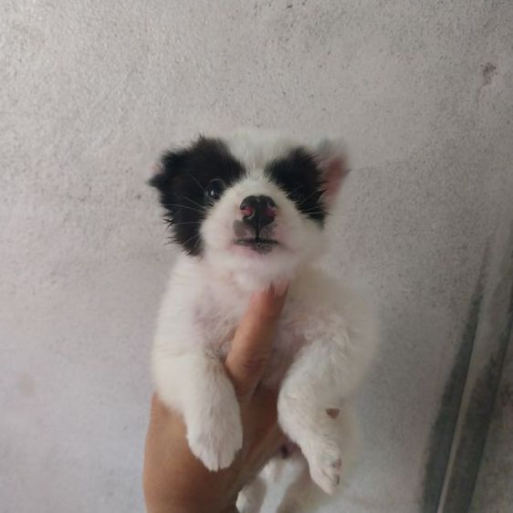 บางแก้วผสมหมาไทย 