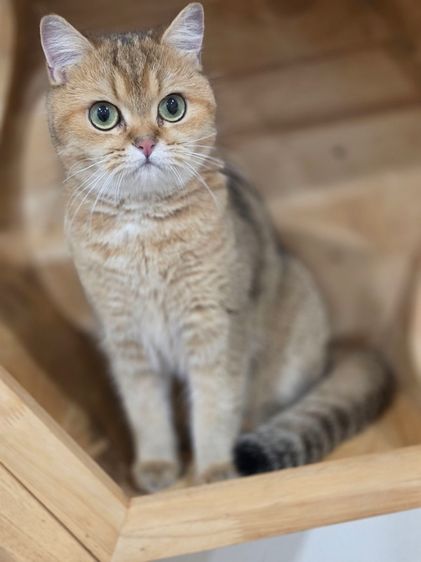 บริติช ชอร์ตแฮร์ (British Shorthair) บริติช ช๊อตแฮร์