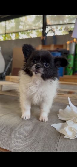 ปอมปอมแท้ รูปที่ 4