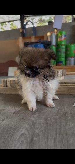 ปอมปอมแท้ รูปที่ 3