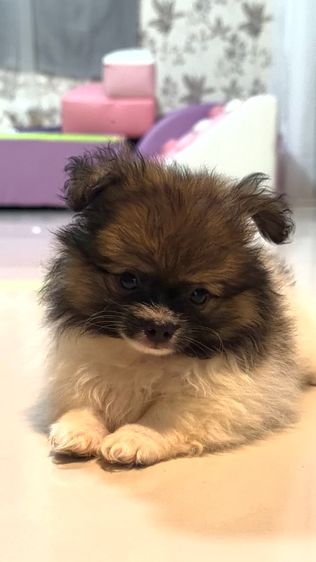 ปอมปอมแท้ รูปที่ 2