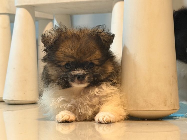 ปอมปอมแท้