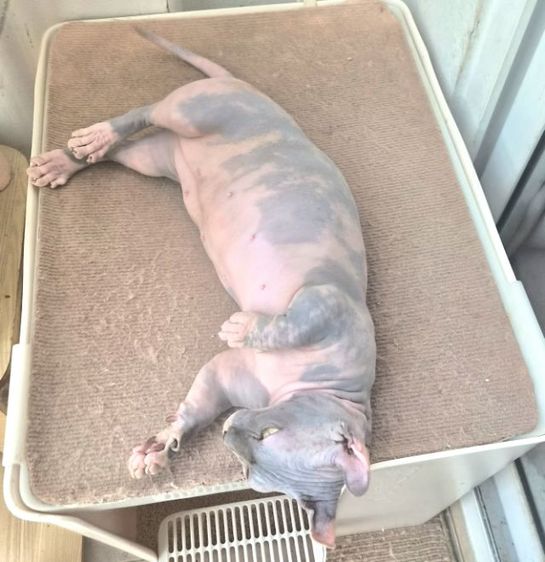 สฟิงซ์ ดเวล์ฟ ท้อง รูปที่ 2