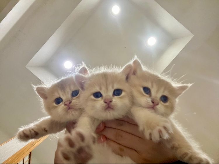 แมวบริติซ Ay WCF by ARC รูปที่ 2