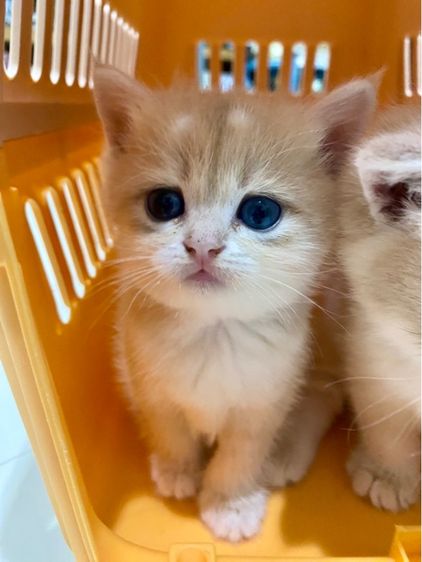 แมวบริติซ Ay WCF by ARC รูปที่ 3