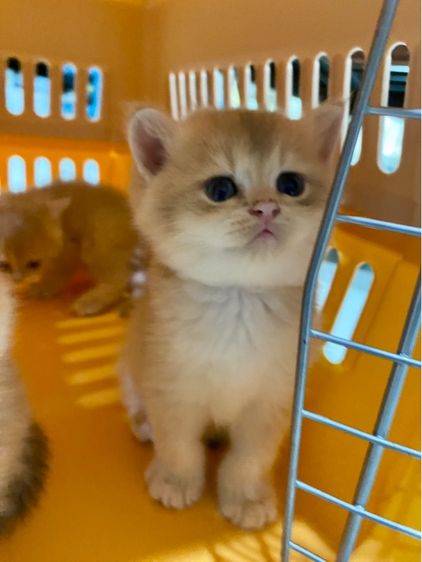 แมวบริติซ Ay WCF by ARC รูปที่ 4