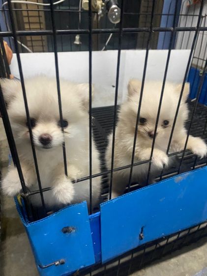 ปอม ฝั่งธน รูปที่ 2