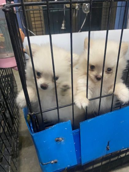 ปอมเมอเรเนียน (Pomeranian) เล็ก ปอม ฝั่งธน