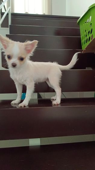 ชิวาวา (Chihuahua) เล็ก ชิวาวาเพศเมีย