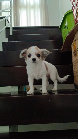 ชิวาวาเพศเมีย รูปที่ 6