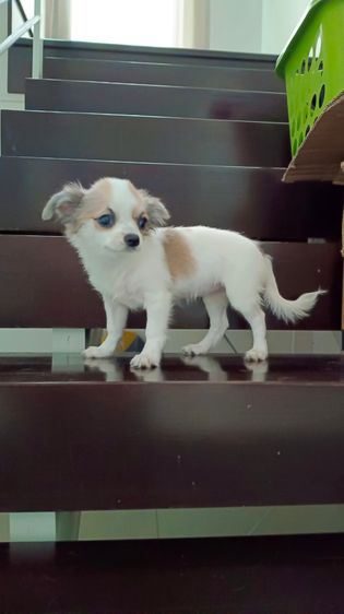 ชิวาวาเพศเมีย รูปที่ 7