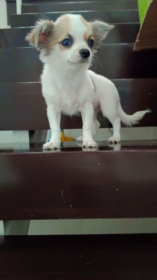 ชิวาวาเพศเมีย รูปที่ 4