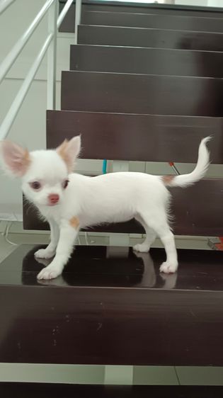 ชิวาวาเพศเมีย รูปที่ 8